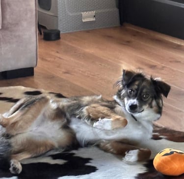 hond kijkend in de camera