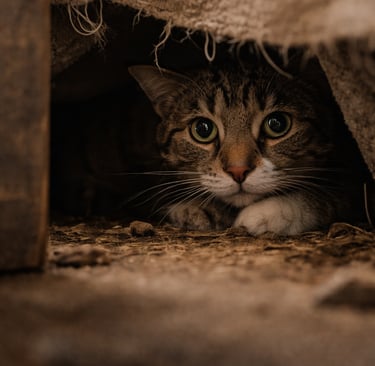 getraumatiseerde kat verstopt ergens onder
