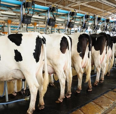 a herd of cows standing in a row of cows