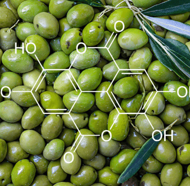 high polyphenol olive oils 
