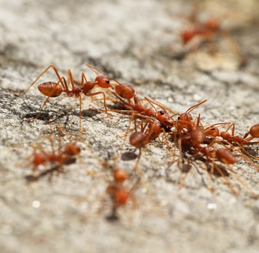 ants extermination