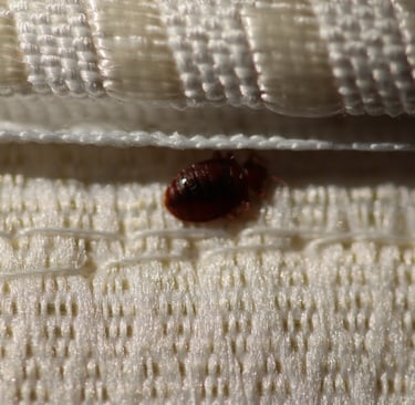 bedbugs infestation