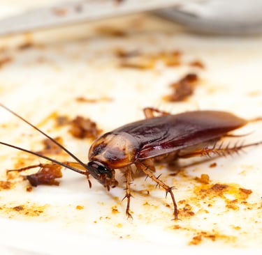 cockroaches extermination