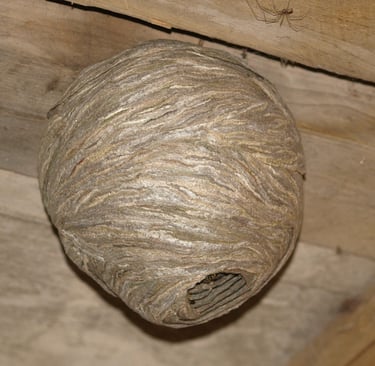 Wasp nest 