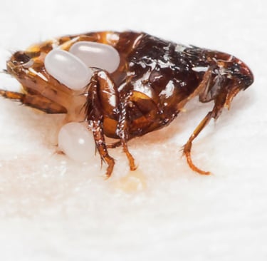Fleas extermination