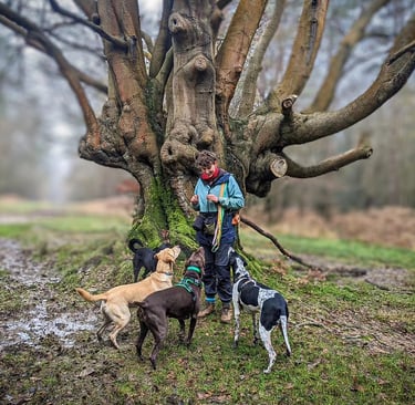 Four dogs in the woods with their back to the camera, looking at a woman and waiting for a treat