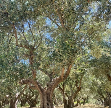 Nuotrauka Kūrybos sodas svetainėje, skirta pristatyti kūrybines prekinio ženklo grupes moterims