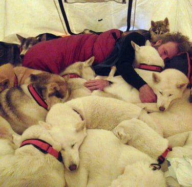 bivouac avec des chiens de traineau