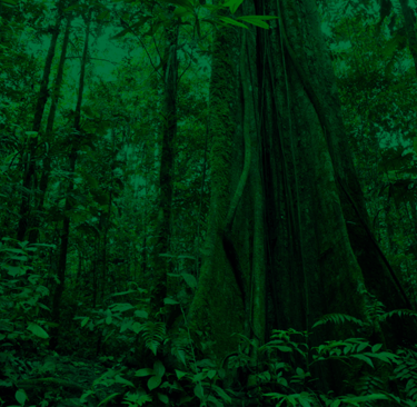 a forest scene with a green light shining through the trees