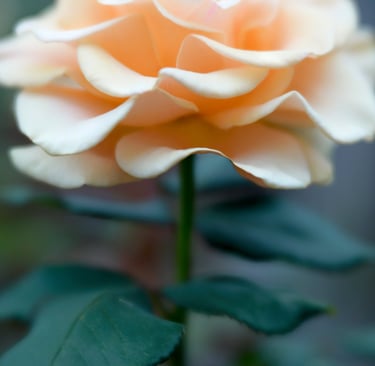 Marilyn Monroe, Hybrid Tea USA, 2001