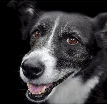 K-SCOOPS.com | Healthy Habits - Purr-fect Smiles: The Importance of Dental Care for Your Pet