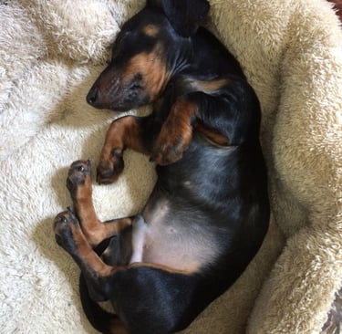 K-SCOOPS.com | Mindful Moments - Tranquil Tails: Designing Cozy Retreats for Your Beloved Companion