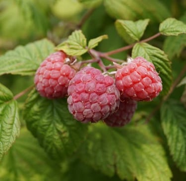 Frambueza en el campo - Ingredientes para Cubitos Ice Cream