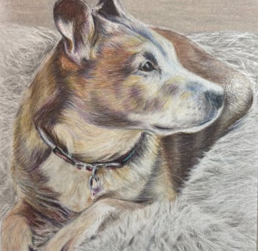 Coloured pencil drawing of a dog curled up on a cushion