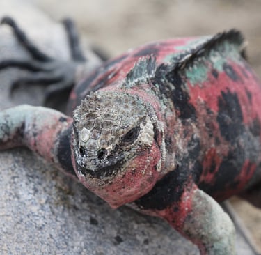Galapagos iguanas on volcanic rocks in the northern islands itinerary