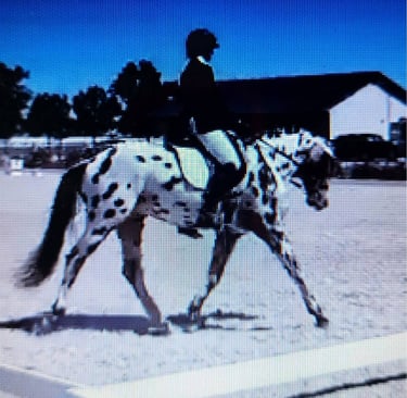 training level dressage