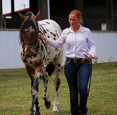 showing in  hand as a 3 year old with Lindsey Comstock