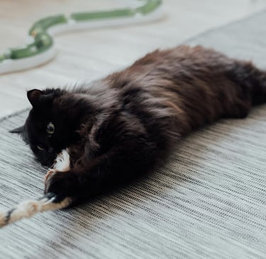 Black cat playing with feather toy, in home pet sitter