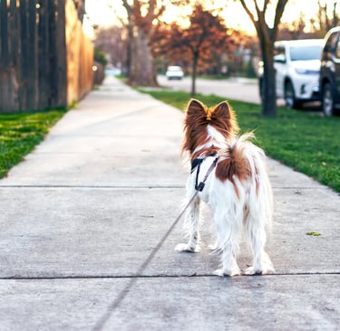 POV of dog being walked, sitter wearing body cam