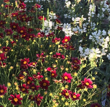 Native Coreopsis wildflowers blooming in a pollinator garden at Wildland Gardens