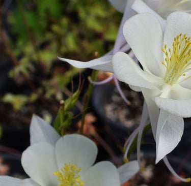 Rocky Mountain Columbine, a native Utah wildflower with white petals and yellow centers blooming.