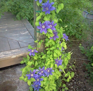 Purple-blue Clematis vine climbing a wooden post near a garden deck, with lush green foliage