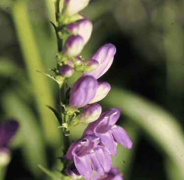 Close-up of a delicate purple penstemon flowers blooming in sunlight.