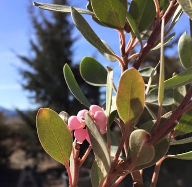 Native manzanita plant growing at Wildland Gardens