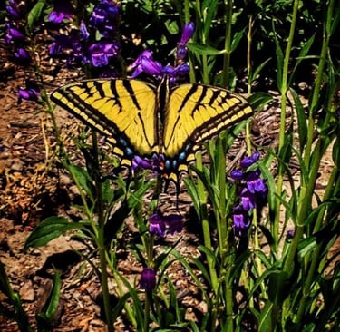 A yellow and black swallowtail butterfly rests on vibrant purple wildflowers