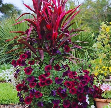Vibrant garden planter filled with deep red and purple petunias and striking tall red foliage.