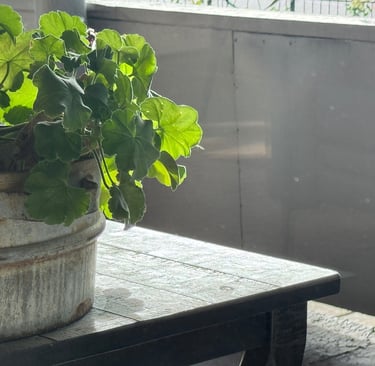 Let's take an old tin pot and transform it with fresh geraniums.