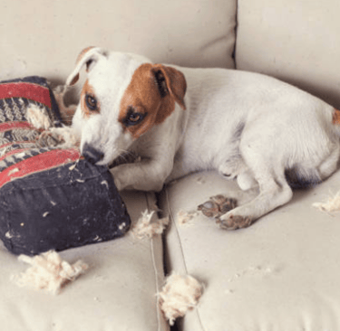 Chien détruit tapis coussin