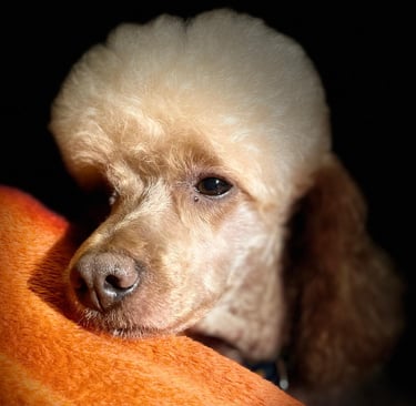 Noodle, the poodle