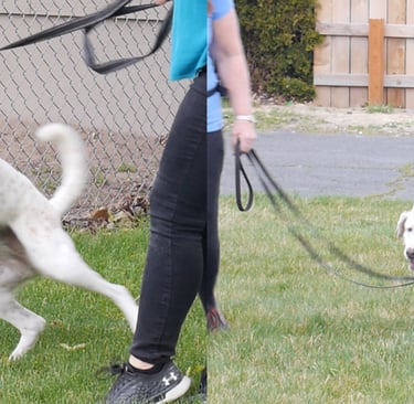 Aggressive & reactive dog success group