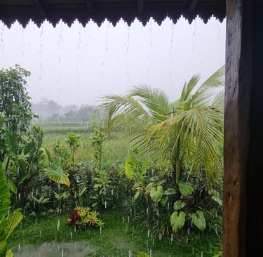 Reisfeld am Nordrand von Ubud