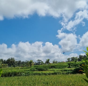 Reisfeld am Nordrand von Ubud