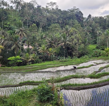 Reisfelder bei Ubud