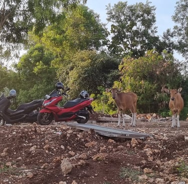 Kuh und Motorroller - cow and scooter