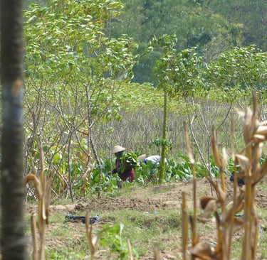Landarbeiter auf Java