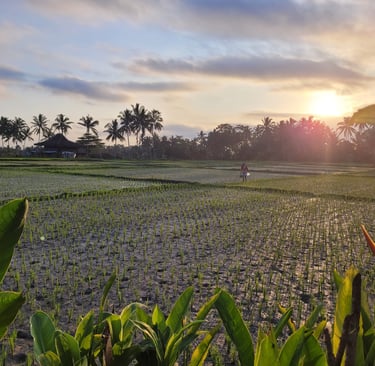 Reisfelder bei Ubud