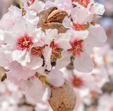 Origen y Evolución del Cultivo de Almendras en España