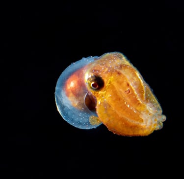 Octopus Paralarva