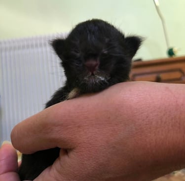 a small kitten is holding a small kitten