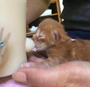 a small kitten is being fed by a person