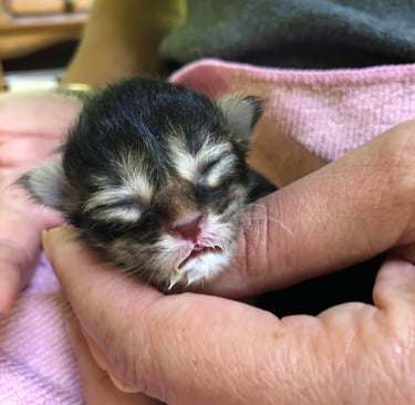 a small kitten kitten kitten kitten kitten kitten kitten kitten kitten kitten kitten kitten kitten kitten