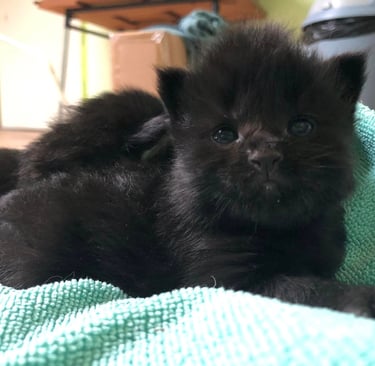 a black kitten kitten kitten kitten kitten kitten kitten kitten kitten kitten kitten kitten kitten kitten