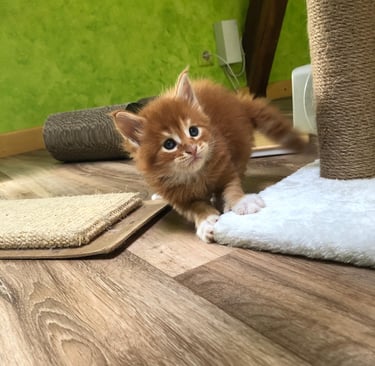 a kitten sitting on a rug in a room