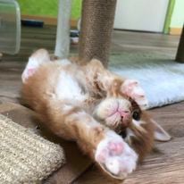 a cat laying on the floor in front of a cat