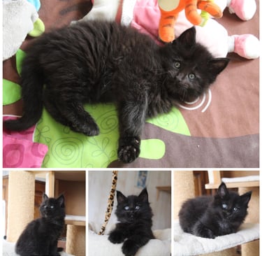 a black maine coon kitten kitten sitting on a cat tree