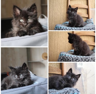 a black kitten maine coon sitting on a chair in a chair